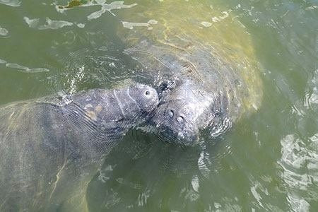 Naples Beach Adventures景点图片
