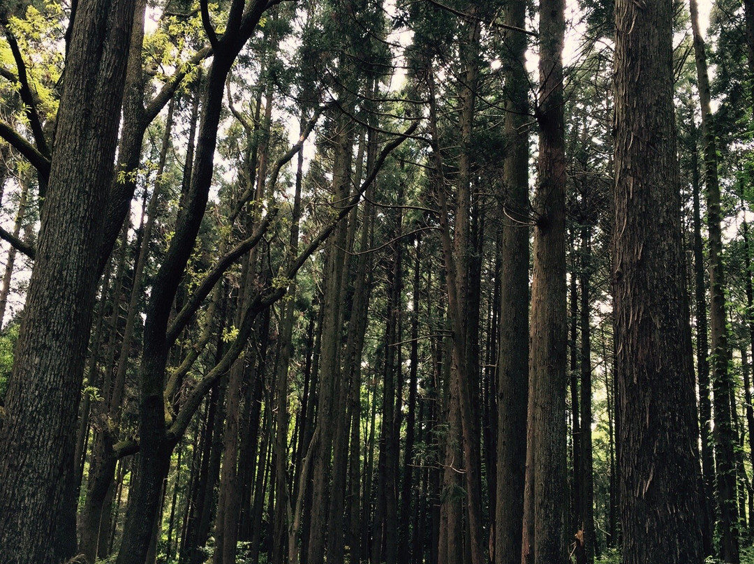 Showa no Mori Park-千叶市必去景点
