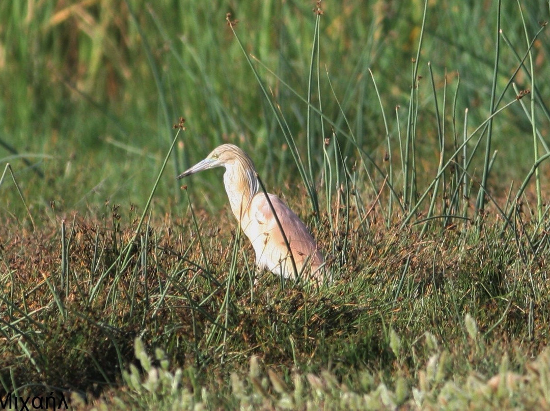 Akrotiri Marsh-Akrotiri必去景点
