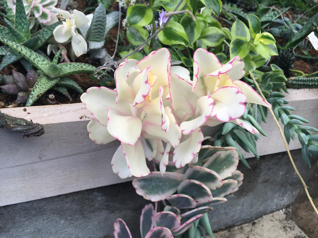 Jardin Exótico Kamala-佩雷拉必去景点