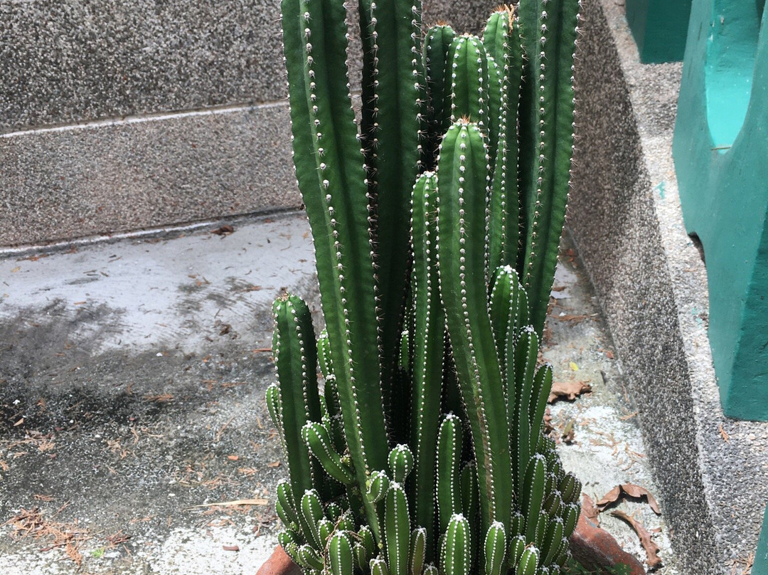 Bell Church-杜马盖地必去景点