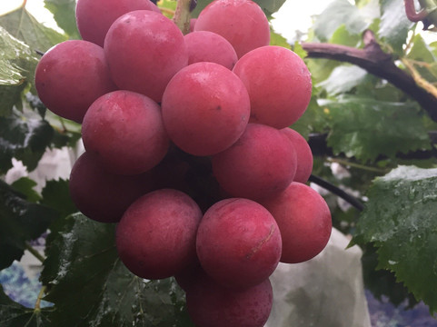 Kichijien-熊本市必去景点