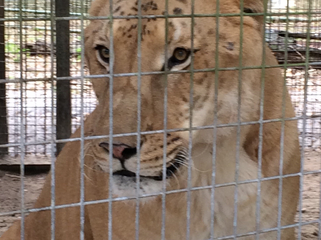 Endangered Animal Rescue Sanctuary-Citra必去景点