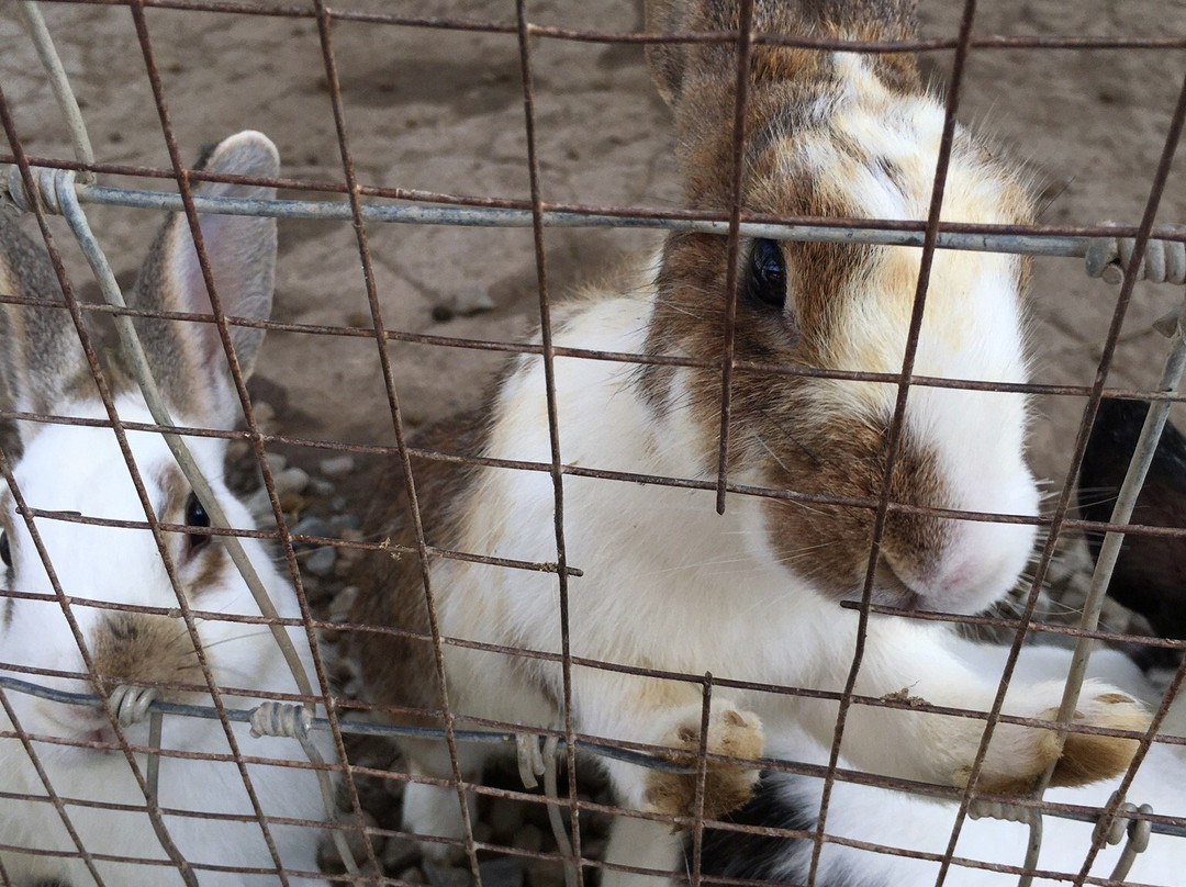Mini Murrah Farm-万玻必去景点