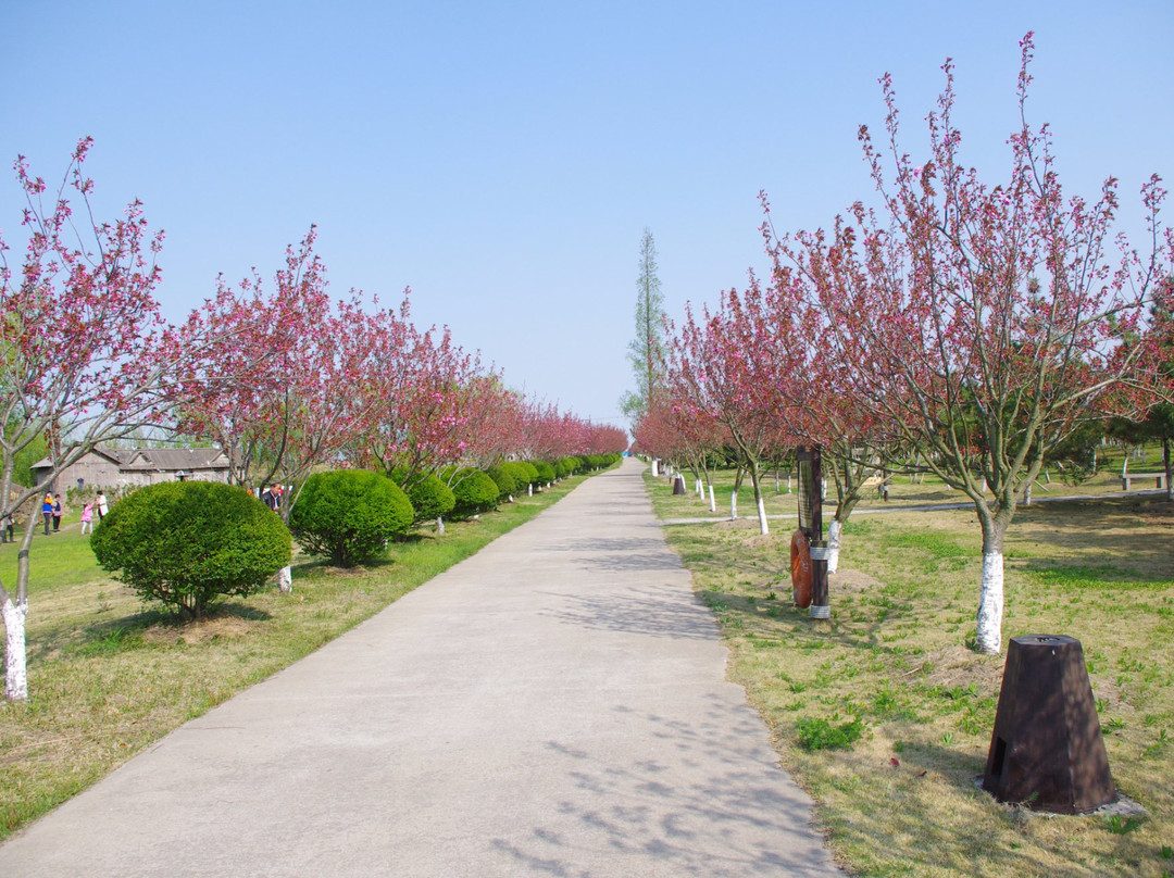 大纵湖湿地-盐城必去景点