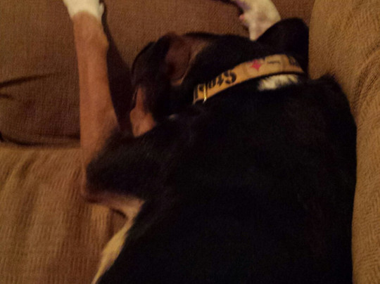 Lucky Dog Bark & Brew-科尼利厄斯必去景点