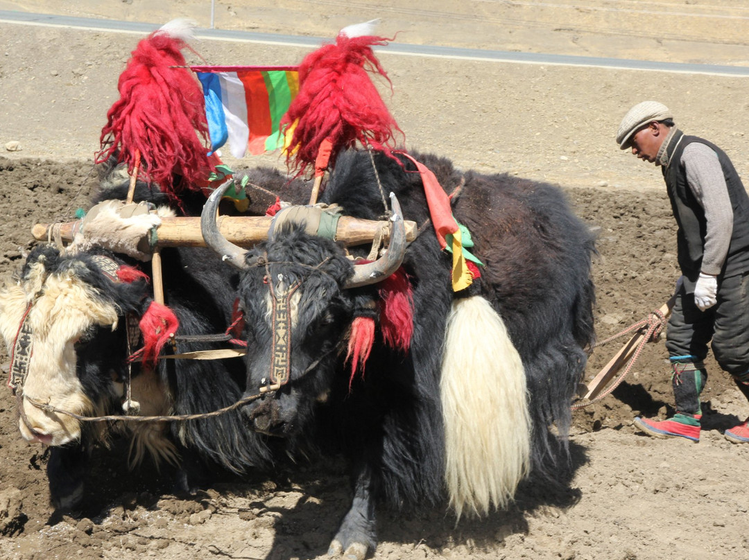 Khadak International Travel Services-拉萨市必去景点