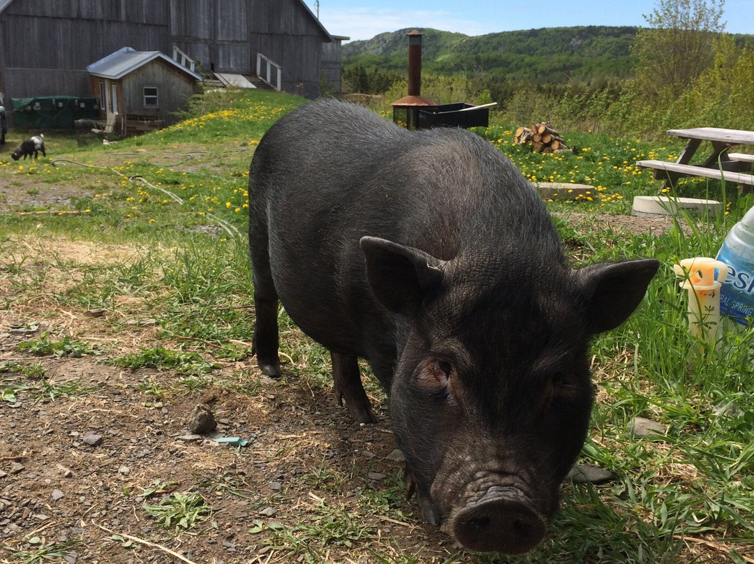 Ferme du Porc-Pic-Saint-Simon必去景点