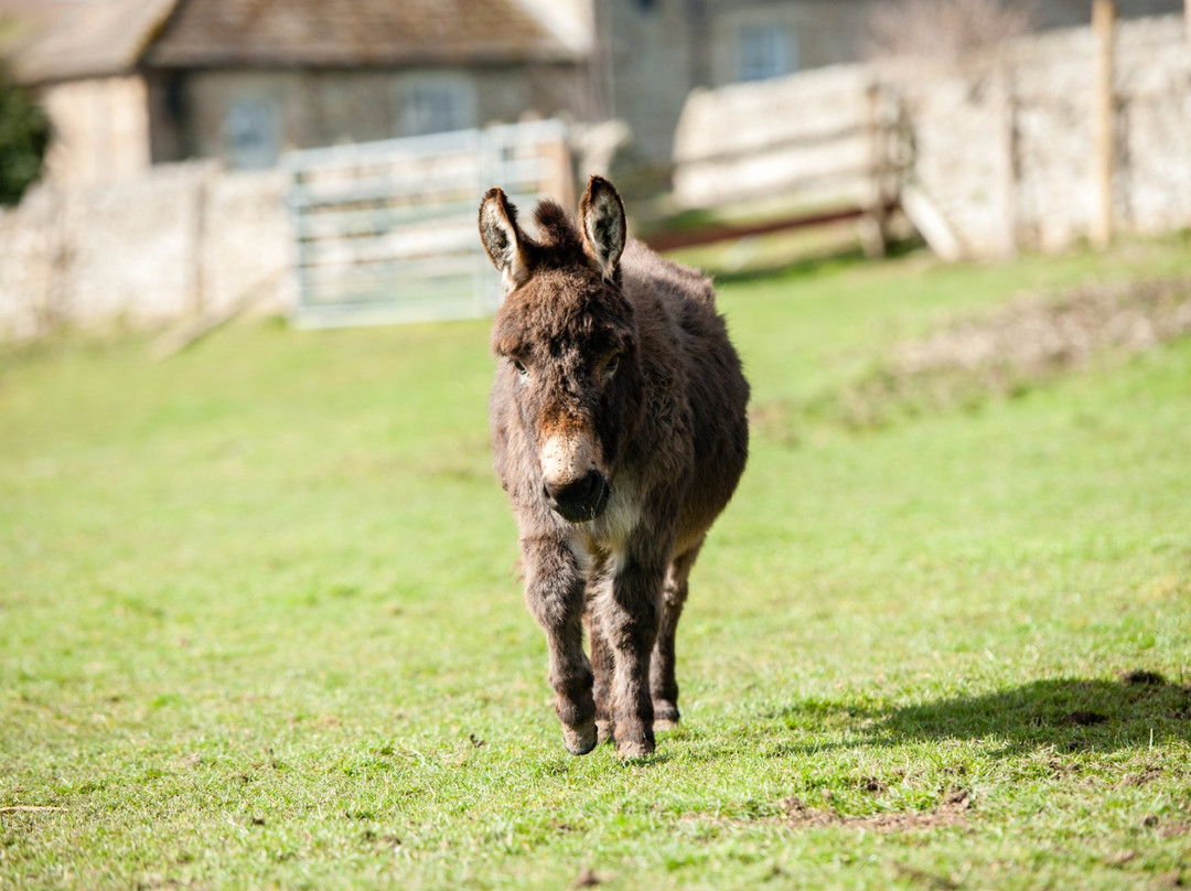 Wetheriggs Animal Rescue-Barnard Castle必去景点