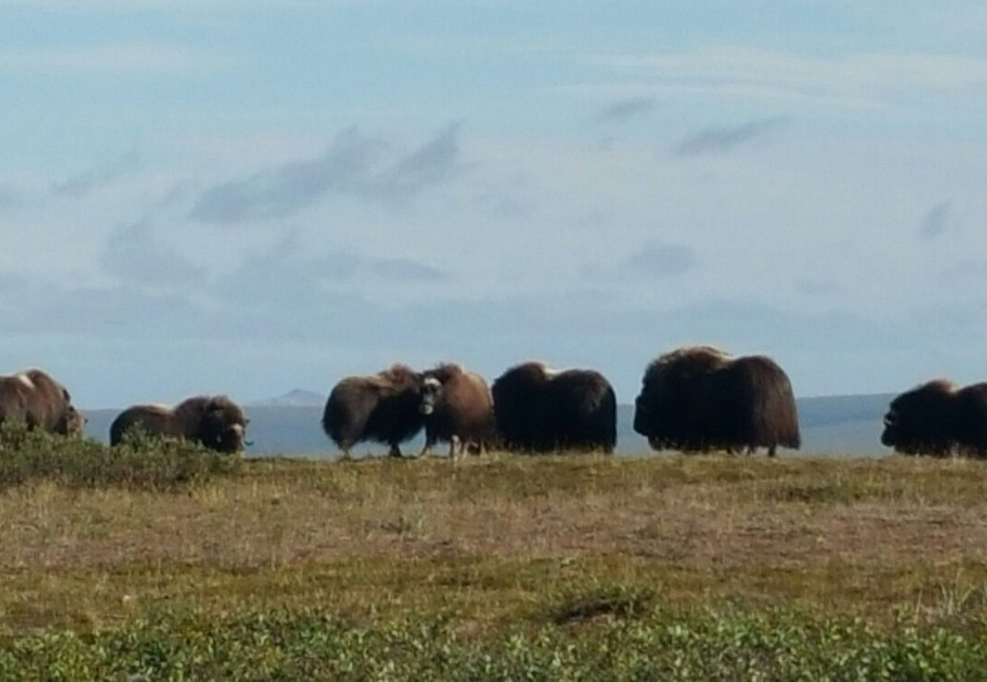 Cape Krusenstern National Monument-Kotzebue必去景点