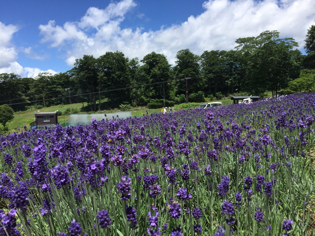 Tambara Lavender Park-沼田市必去景点