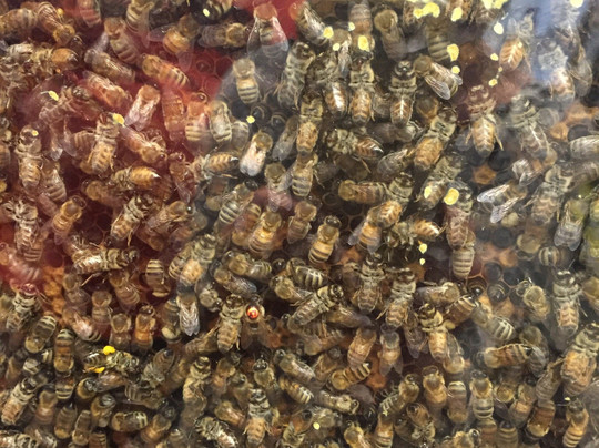 Bennett's Honey Farm-Fillmore必去景点