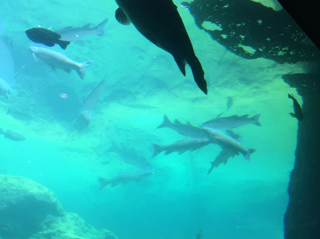 Flint RiverQuarium-奥尔巴尼必去景点