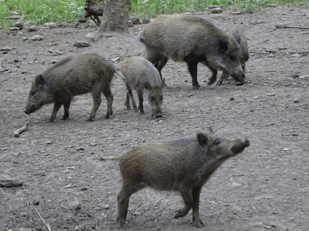 Streichelzoo und Wildgehege Hohenstein-维滕必去景点