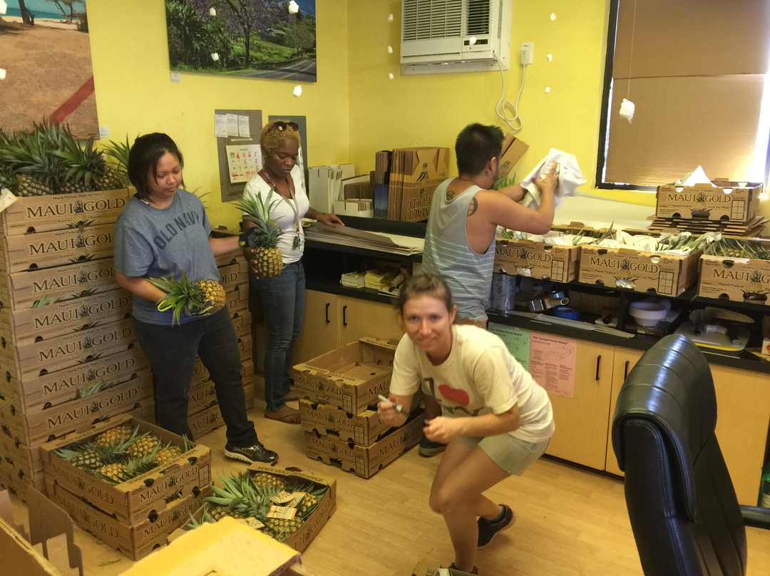 Mr. Pineapple-卡胡卢伊必去景点