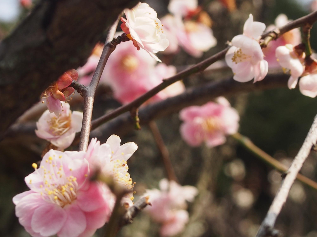 Okami Shrine-枚方市必去景点