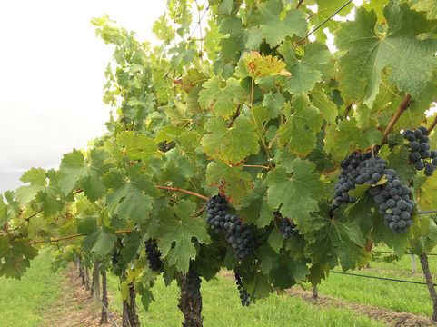 Stomp Wine-Broke必去景点