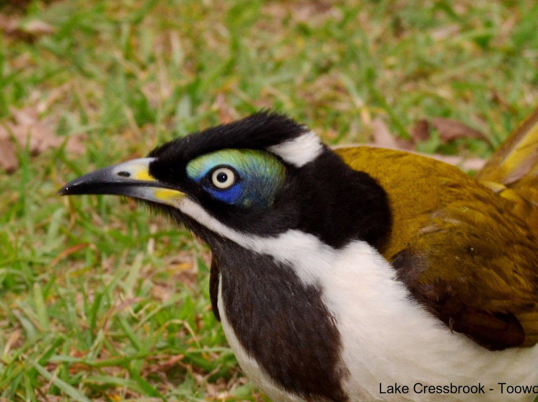 Lake Cressbrook-Crows Nest必去景点