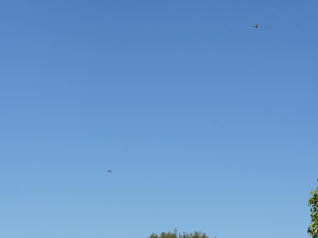 Poinsettia Park-卡尔斯巴德必去景点