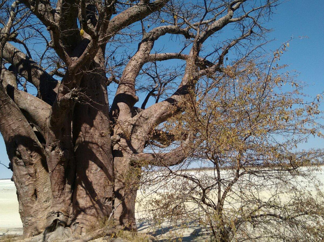 Baines Baobabs景点图片