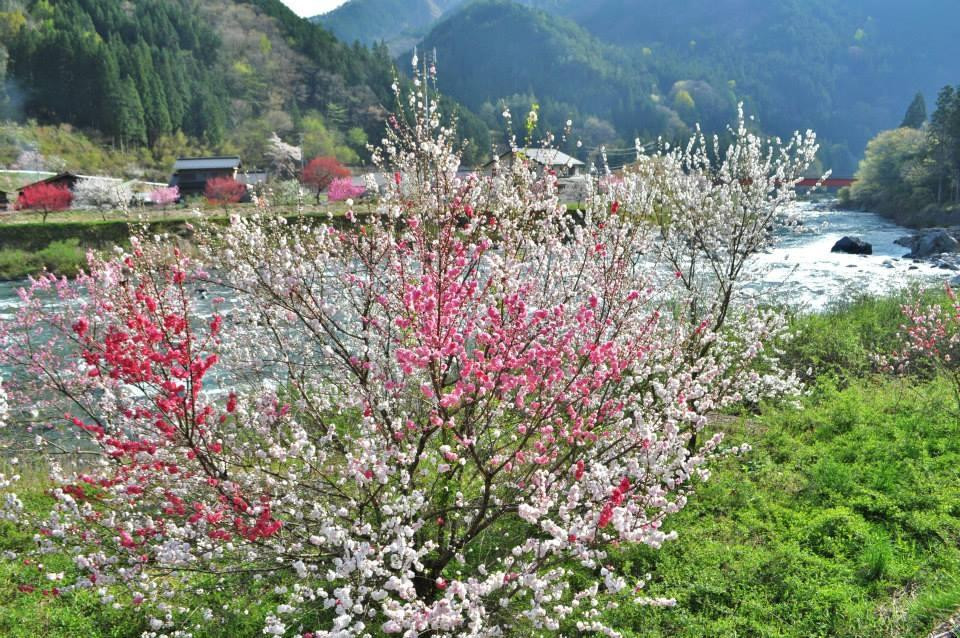 Minami Hida Osaka Hanamomo Michi-no-Eki-下吕市必去景点