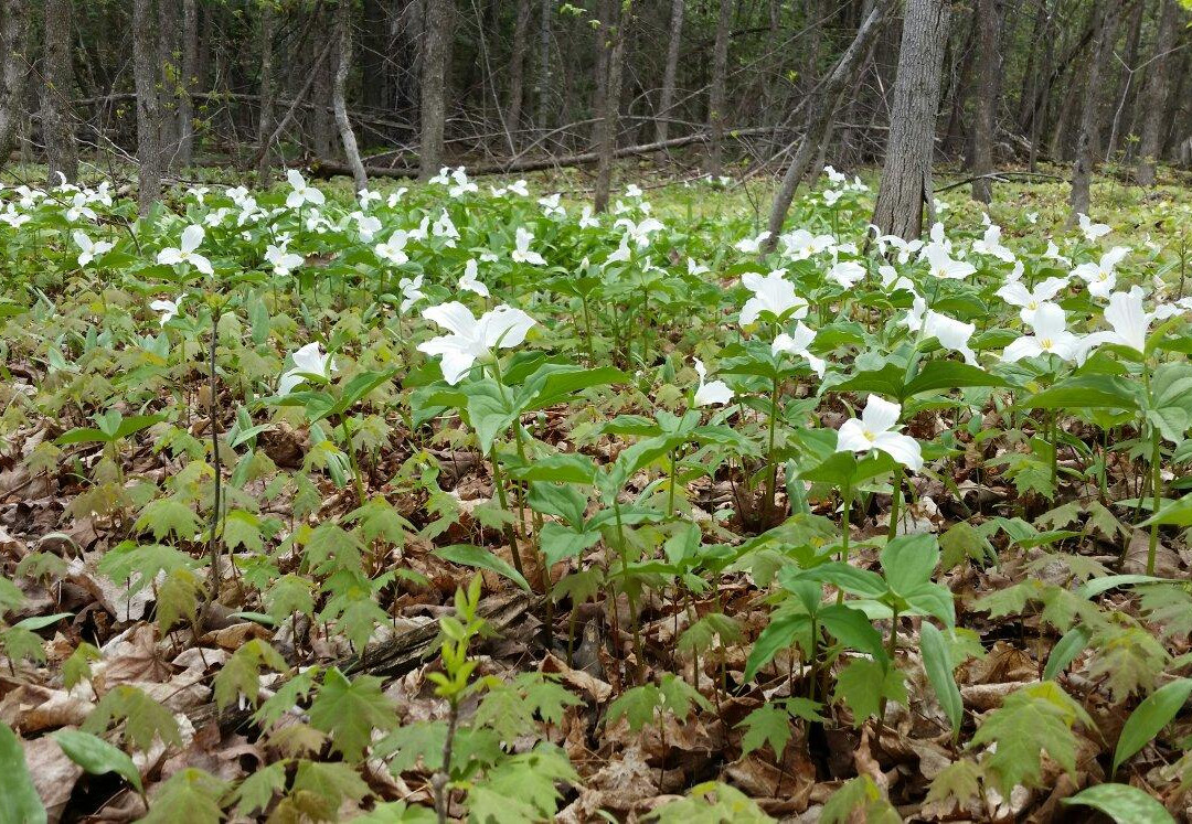 Beckwith Nature Trail-Carleton Place必去景点