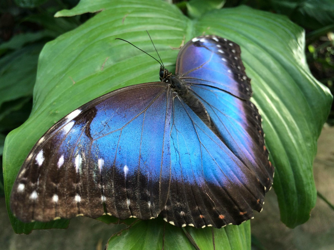 阿提斯动物园-阿姆斯特丹必去景点