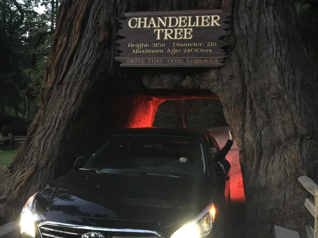 Chandelier Drive-Through Tree景点图片