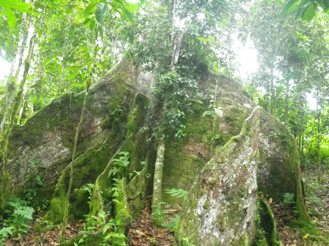 O le Pupu-Pue National Park-Upolu必去景点
