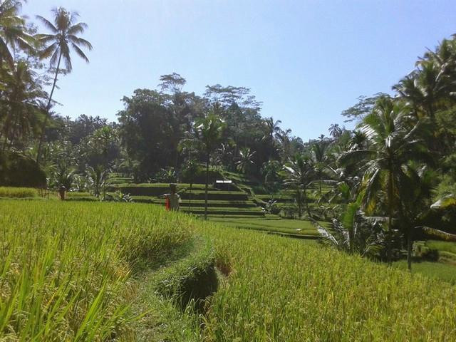 Bali Cultural & Eco Tours景点图片