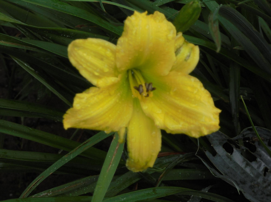 Haarlemmer Kweektuin景点图片