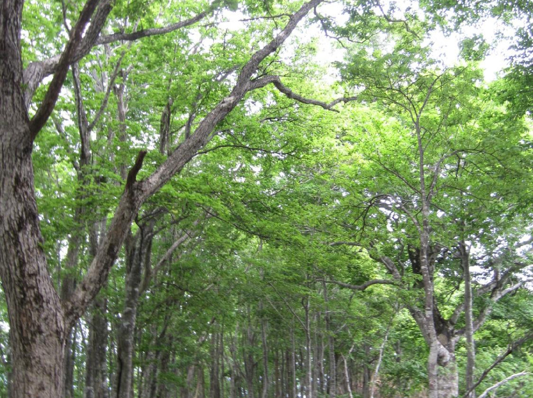 Mt. Hyonosen景点图片