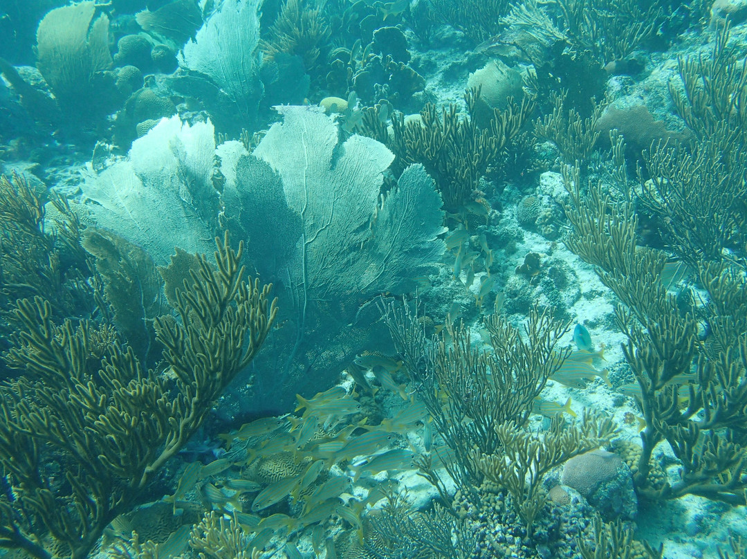 Tugboat Wreck-库拉索必去景点