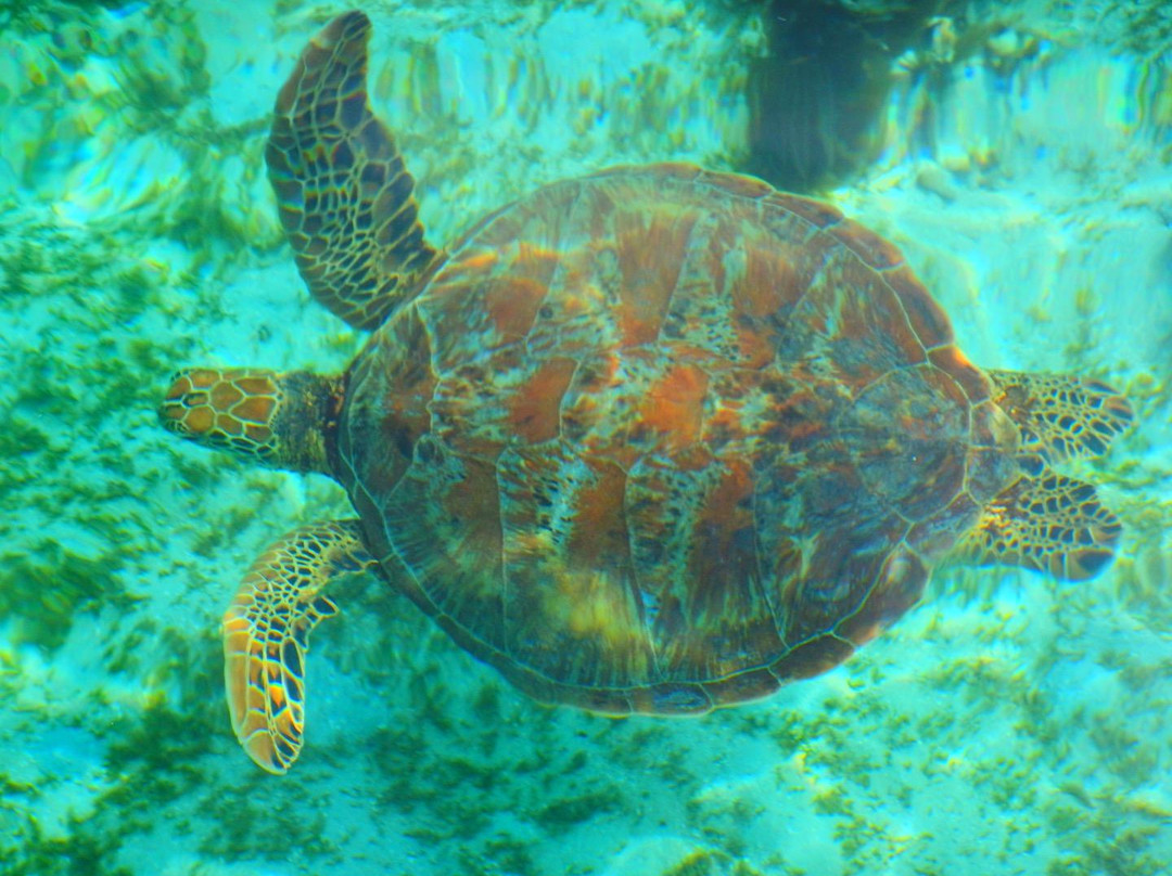 Manoa Tours, Watersports Day Tours-Si'umu必去景点