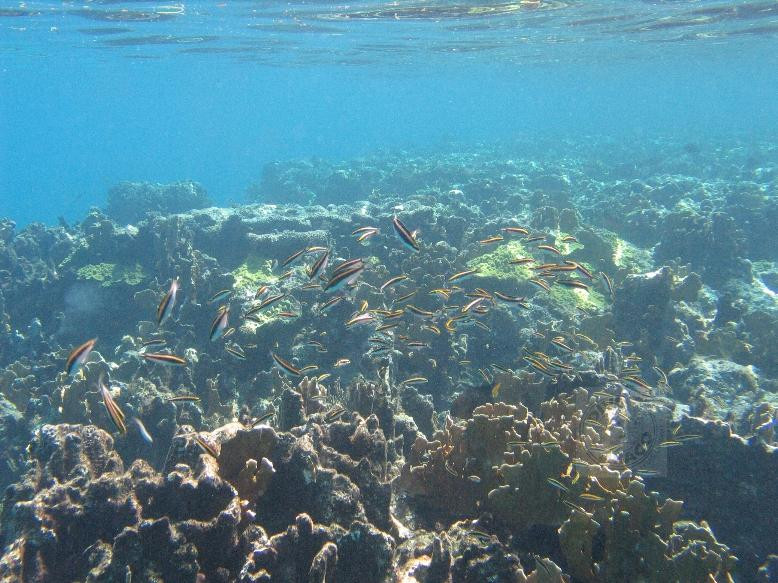 Dive Abaco景点图片