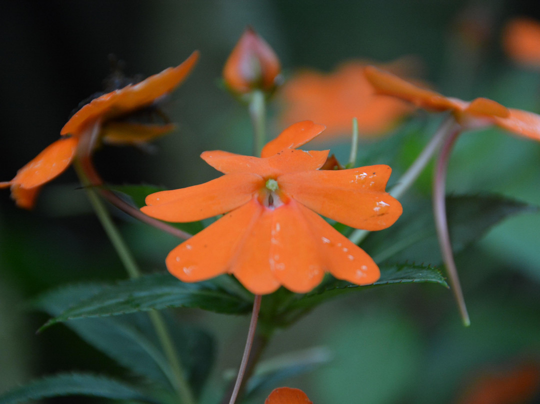 Mindo Nambillo Cloud Forest Reserve-明多必去景点