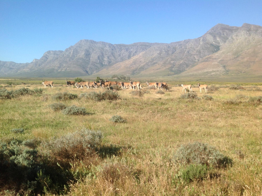 Bontebok Ridge Reserve-惠灵顿必去景点