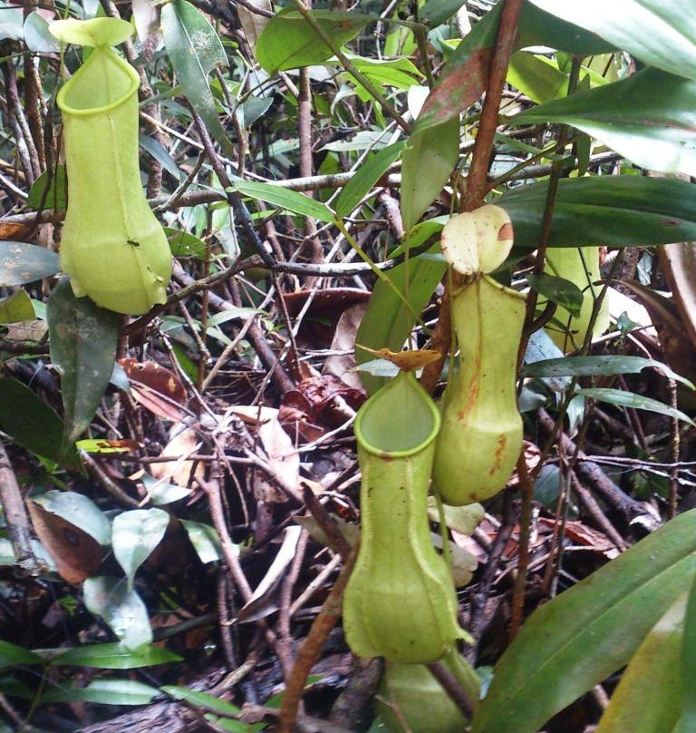 Kanneliya Rain Forest Reserve景点图片