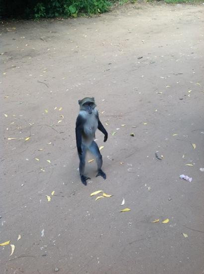 Gede Ruins-Gede必去景点