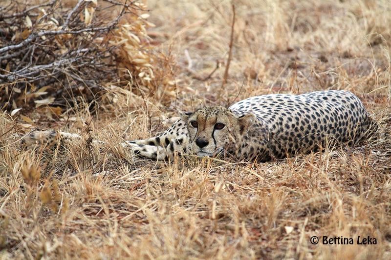 Nakupendakenya Safari & Tours services-蒙巴萨必去景点
