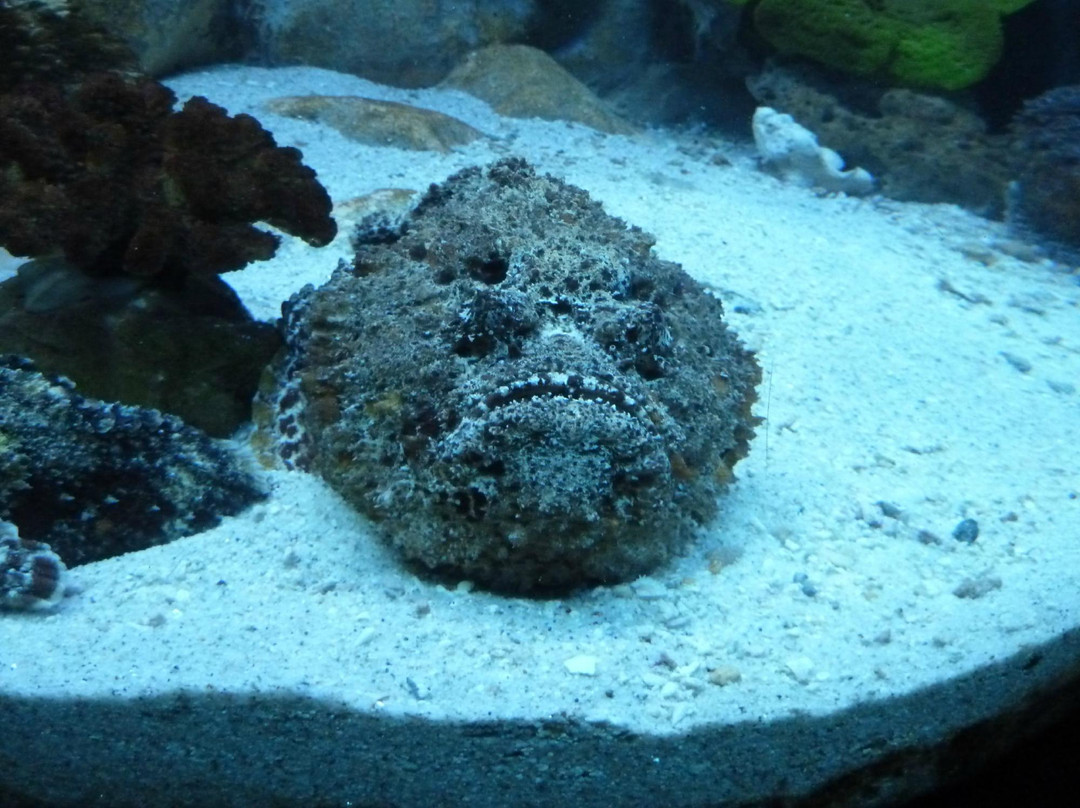 马尼拉海洋公园-马尼拉必去景点