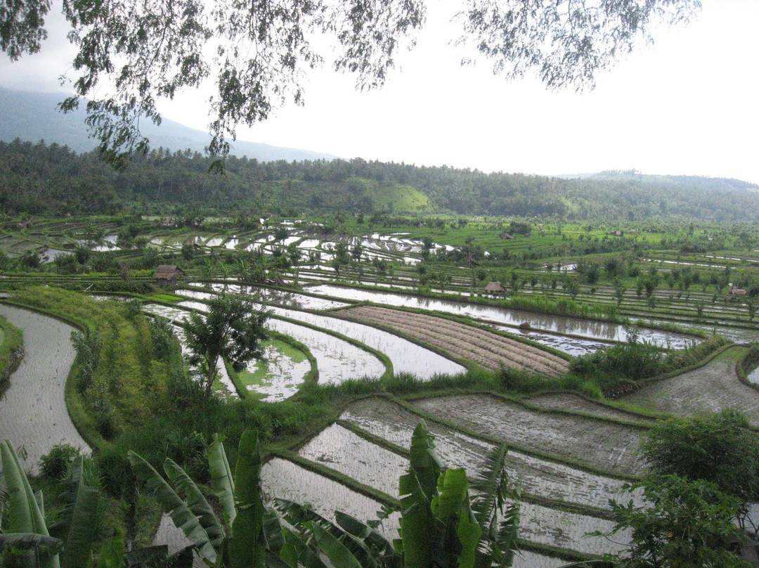 Puri Prima
