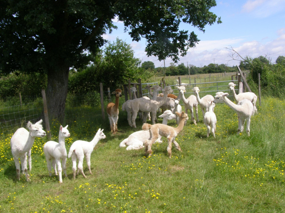 Argenton Alpacas景点图片