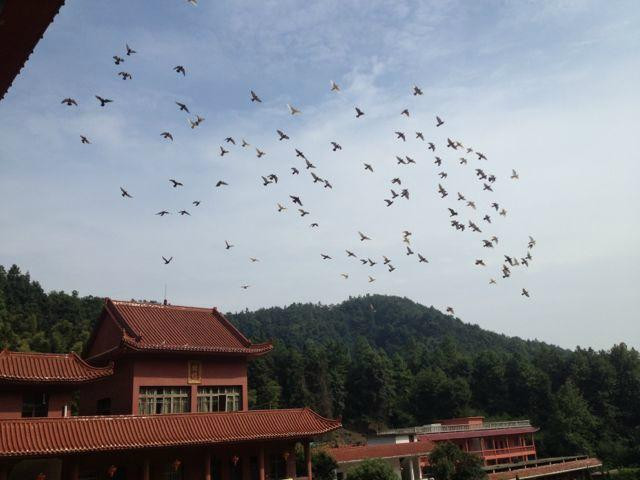 Chongqing Temple Xinyu-新余市必去景点