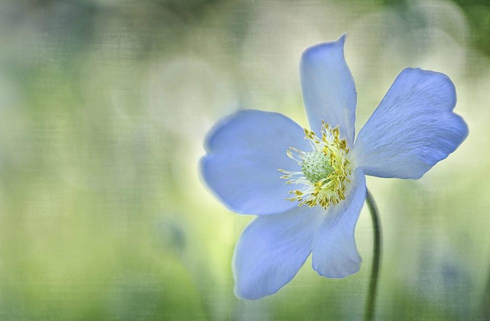 Greenland Garden Centre-舍伍德公园必去景点