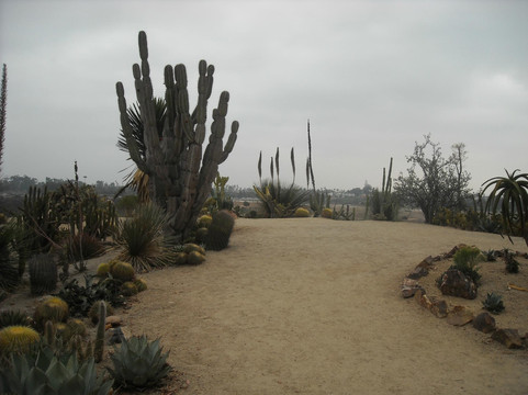 Old Cactus Garden-圣迭戈必去景点