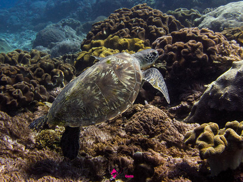 蓝梦岛巴厘潜水学院-蓝梦岛必去景点