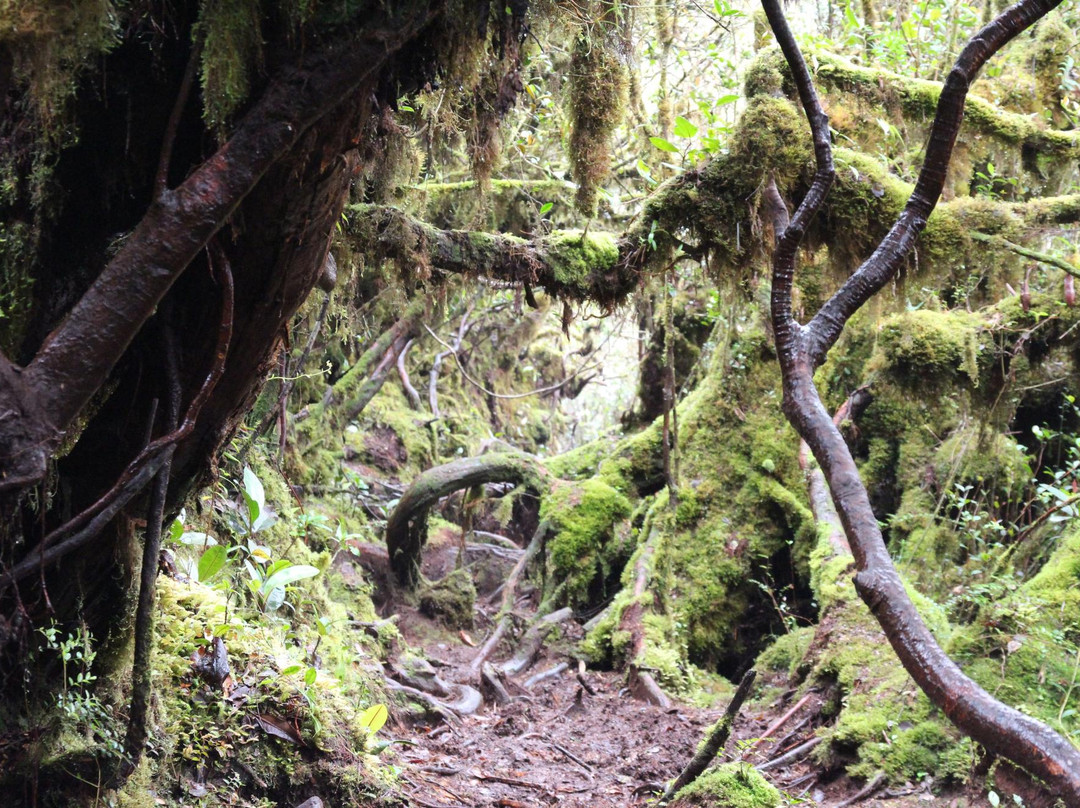 Gunung Irau (Mount Irau)景点图片