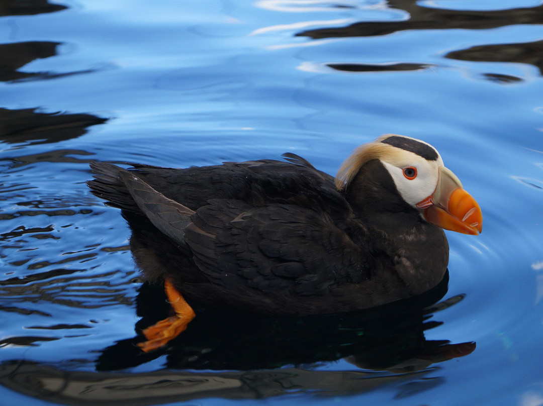阿拉斯加海洋生物中心-苏厄德必去景点