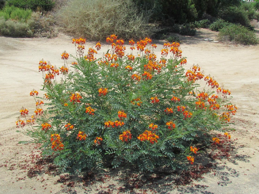La Quinta-Norman Course-拉金塔必去景点